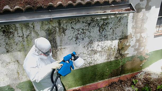 Top rated local Mold Remediation specialists in Paris, IL